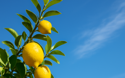 Embracing ‘Lemonading’—Turning Life’s Lemons into Opportunities in Grand Junction